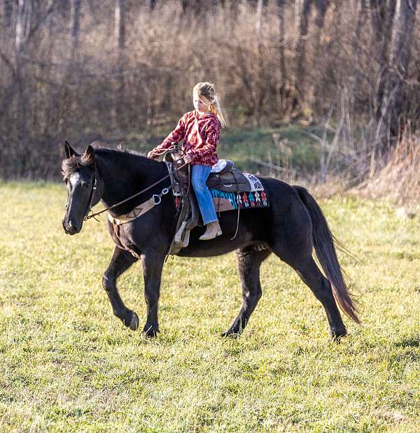 qh-cross-percheron-horse