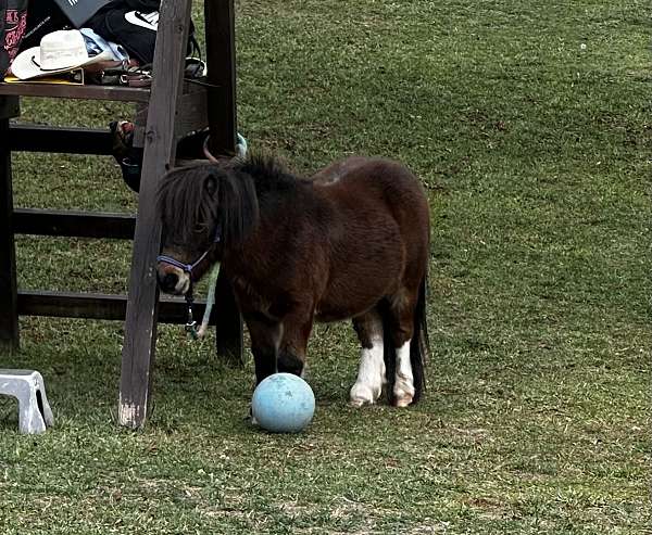 miniature-yearling