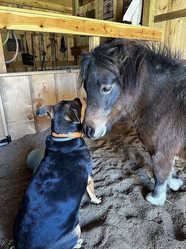 miniature-horse-for-sale