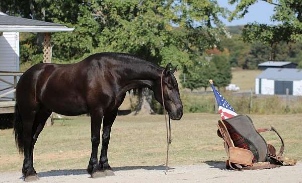 friesian-gelding