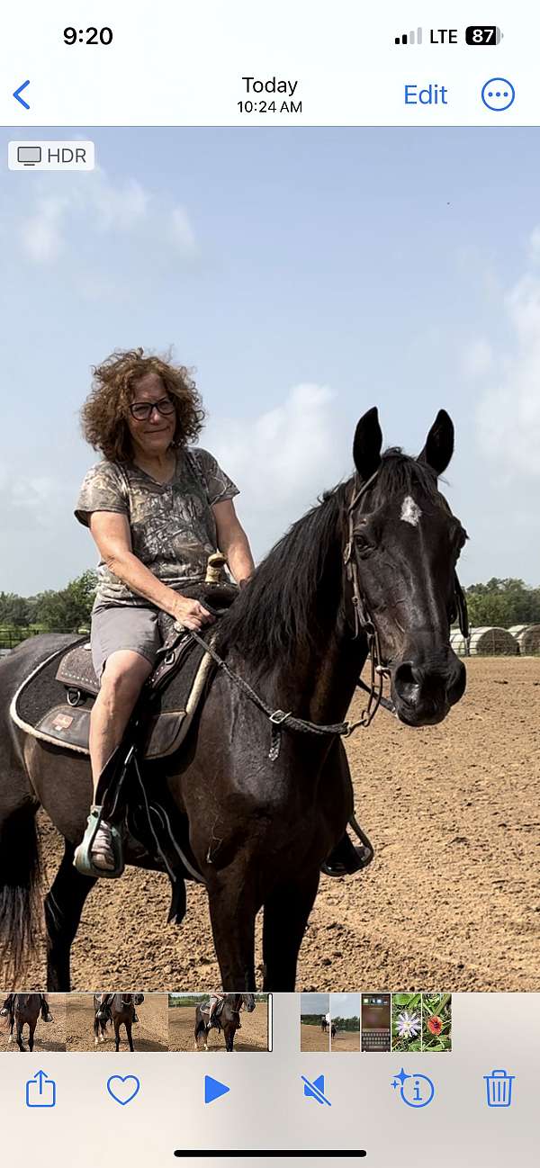 working-equitation-tennessee-walking-horse