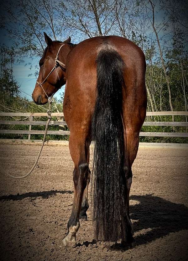 beginner-quarter-horse