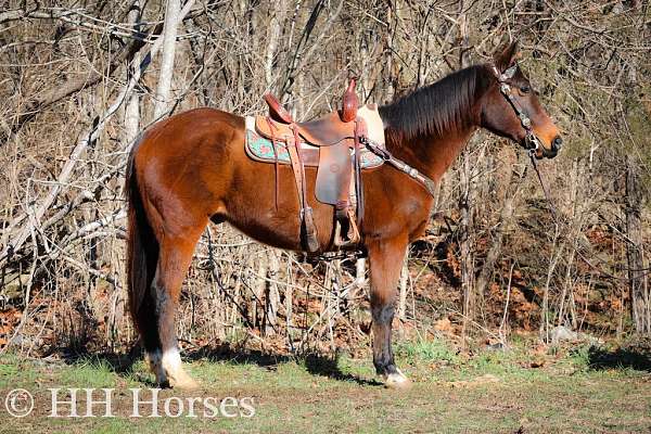 tr-missouri-fox-trotter-horse