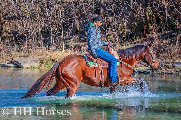 all-around-missouri-fox-trotter-horse