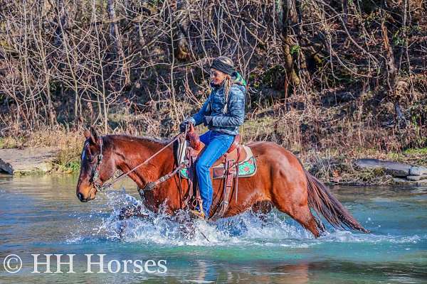 athletic-missouri-fox-trotter-horse