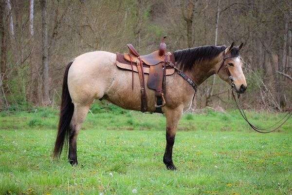 barrel-quarter-horse