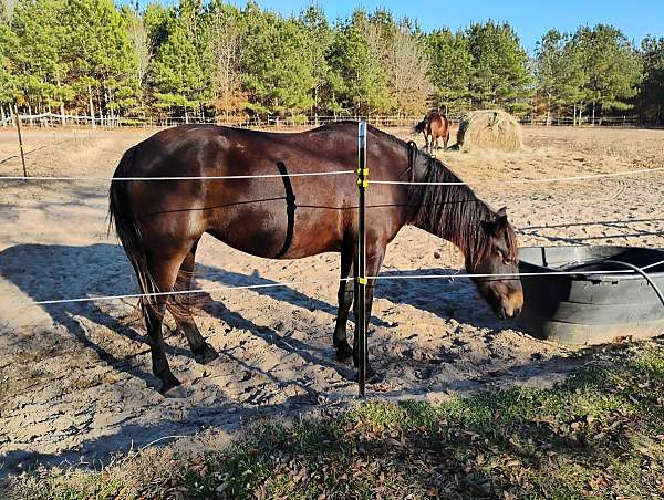 broke-to-ride-mustang-horse