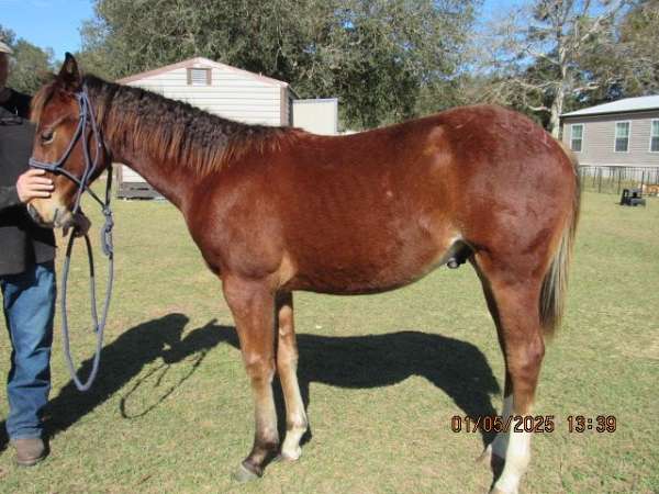 ranch-quarter-horse