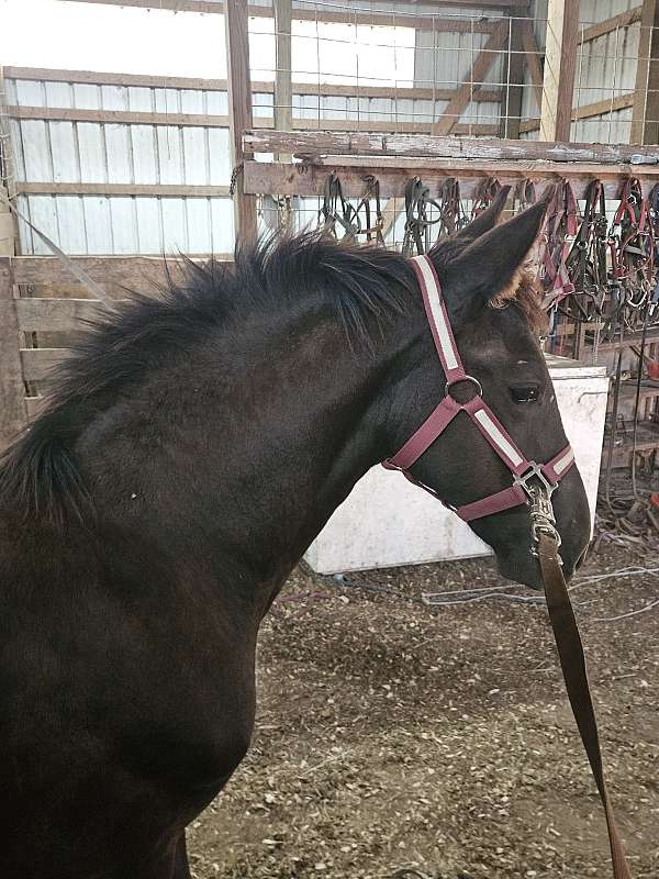 eddie-friesian-horse