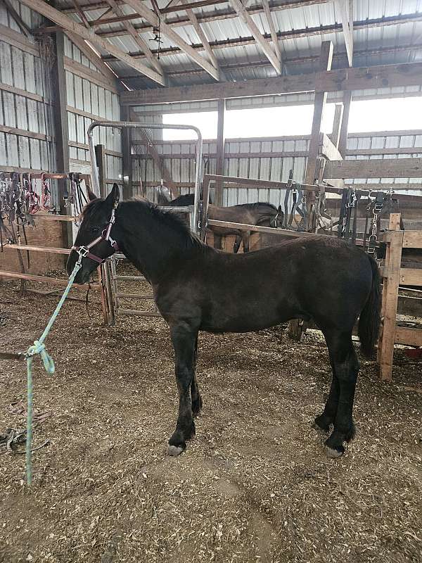 puppy-dog-personality-colt