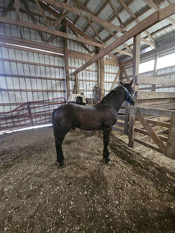 joey-friesian-horse