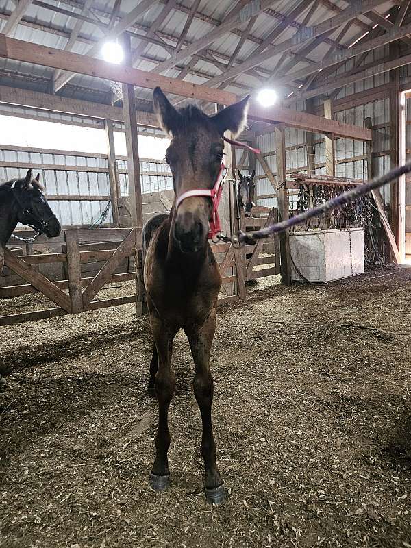 halters-friesian-horse