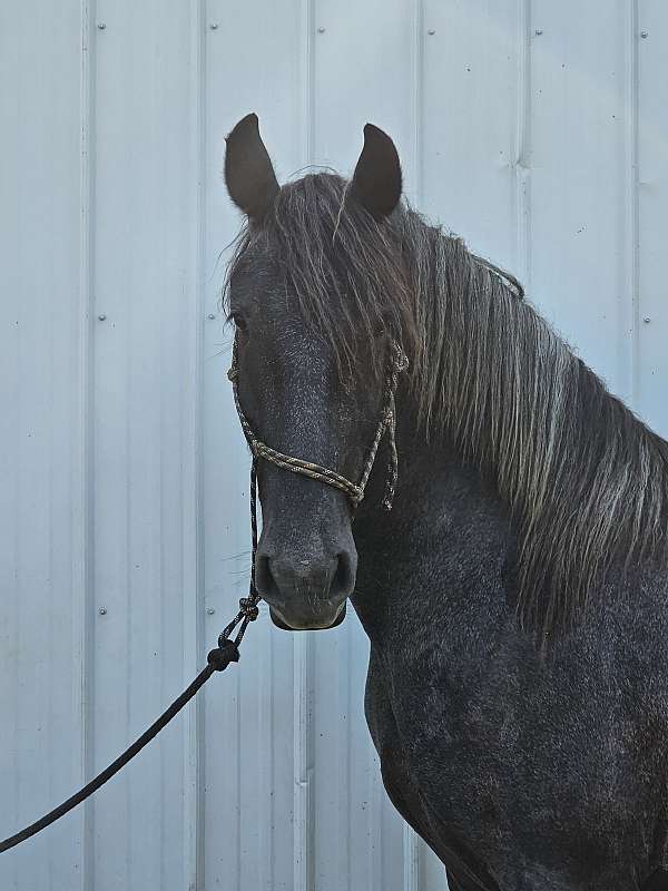 coming-yearling-friesian-horse