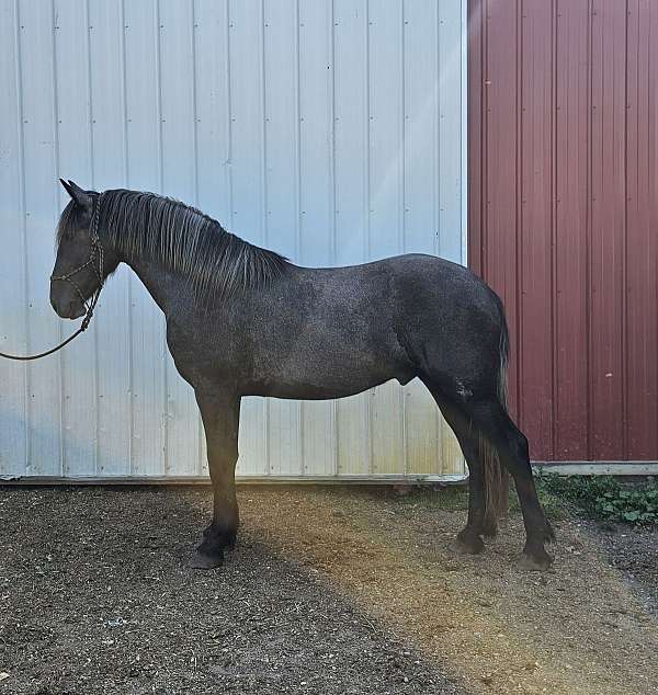 looks-black-friesian-horse