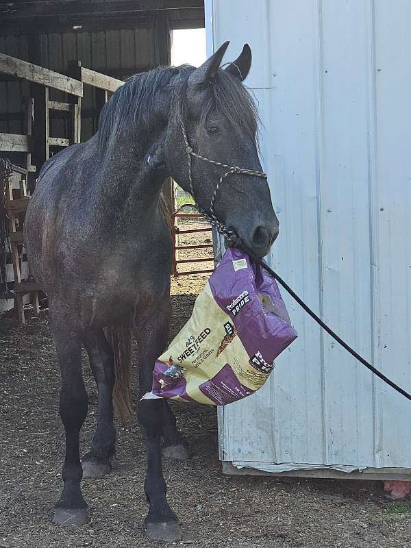 spanish-norman-friesian-horse