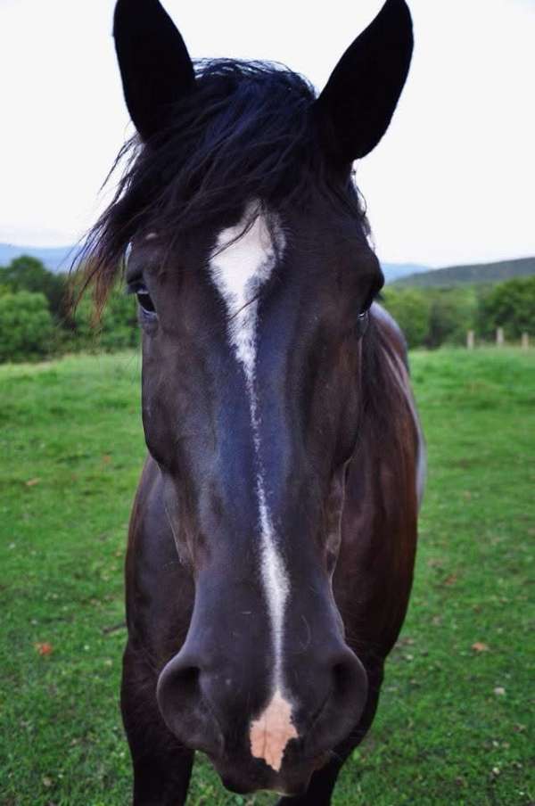 adoption-percheron-horse