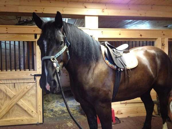 attention-percheron-horse