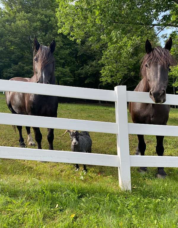 bonded-pair-percheron-horse