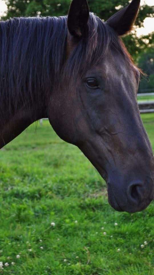 adoption-connemara-pony