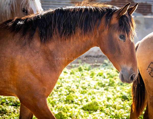 lusitano-champagne-andalusian-horse