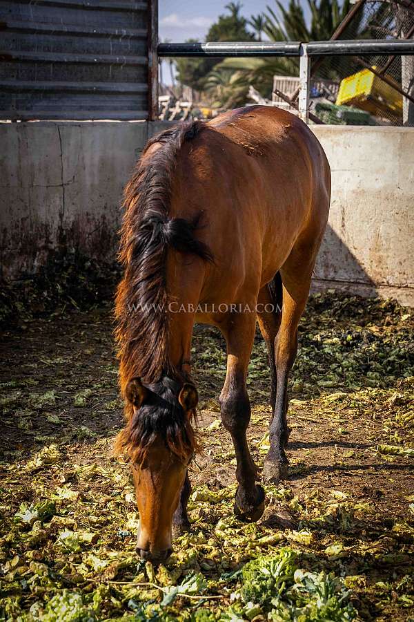 double-pearl-andalusian-horse