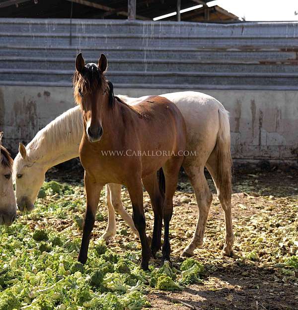 lusitano-champagne-horse