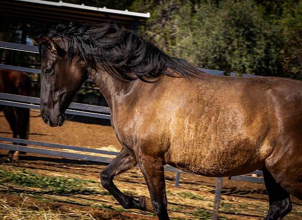 smokey-black-classical-horse