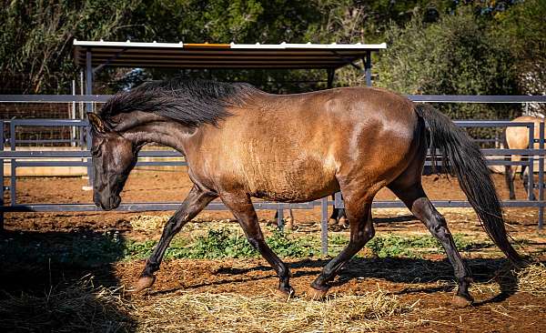 smokey-black-working-equitation-horse