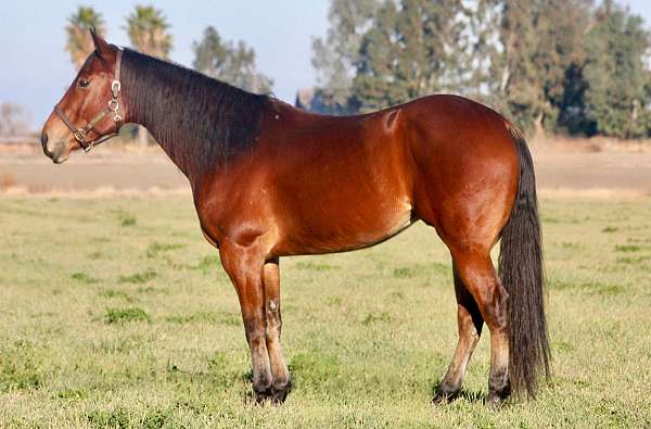 quarter-horse-for-sale