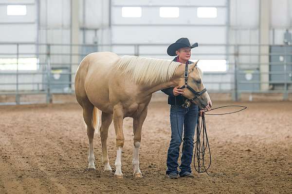 double-registered-quarter-horse