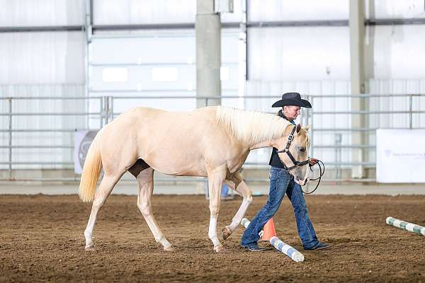 futurity-eligible-quarter-horse