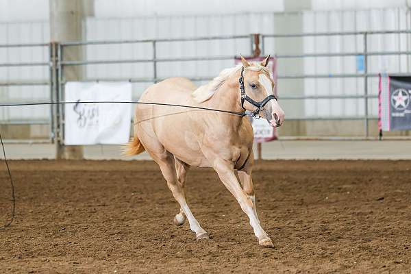 halter-quarter-horse