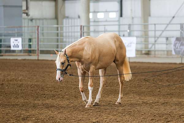 longe-line-quarter-horse