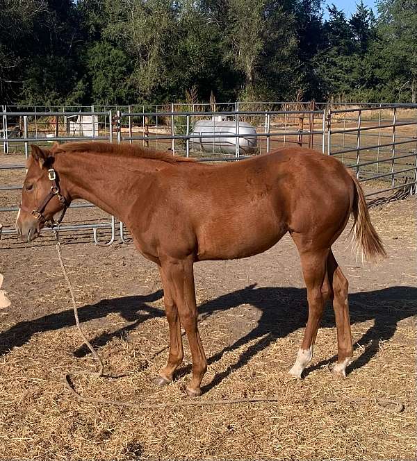 all-around-quarter-horse