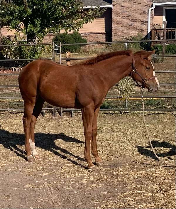 apha-breeders-trust-horse