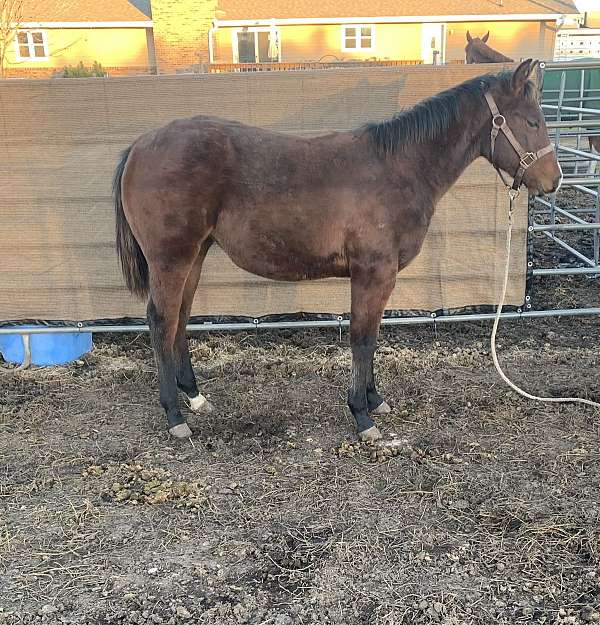 calf-roping-quarter-horse