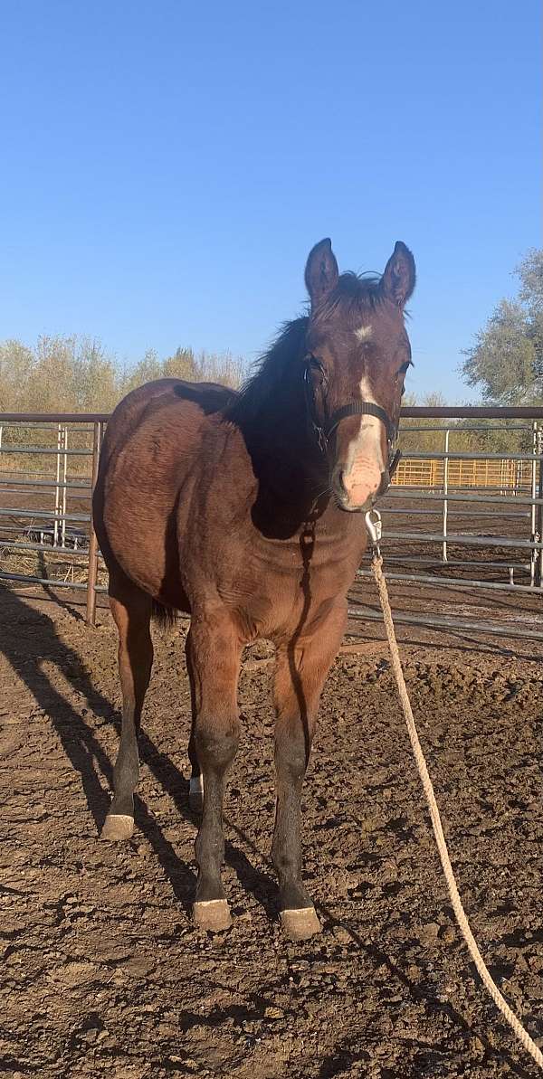 futurity-eligible-quarter-horse