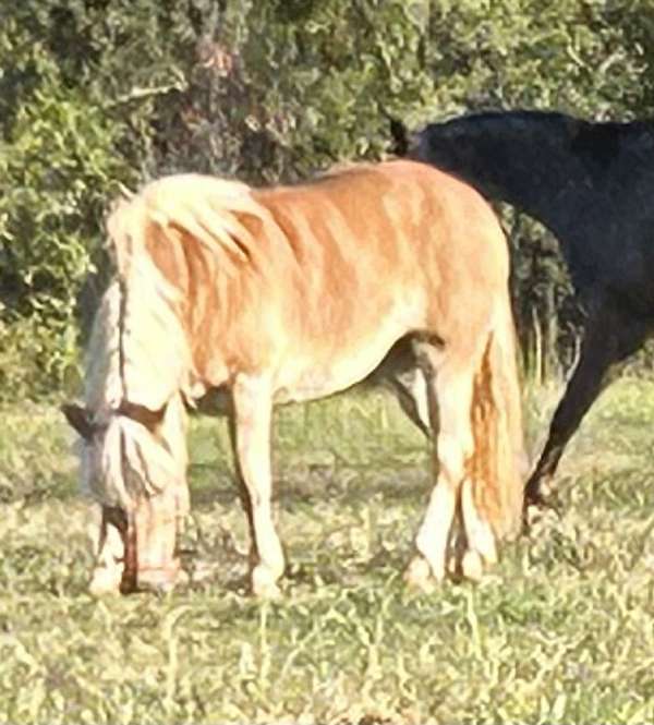 haflinger-mare