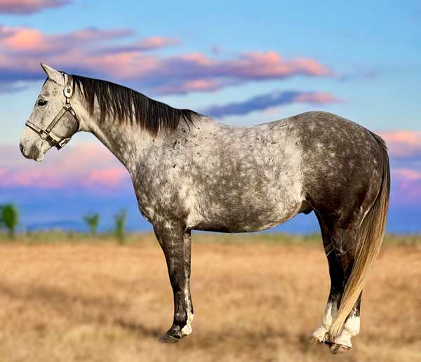 black-grey-ranch-versatility-horse