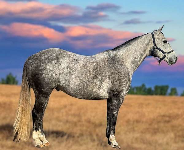 black-grey-roping-horse