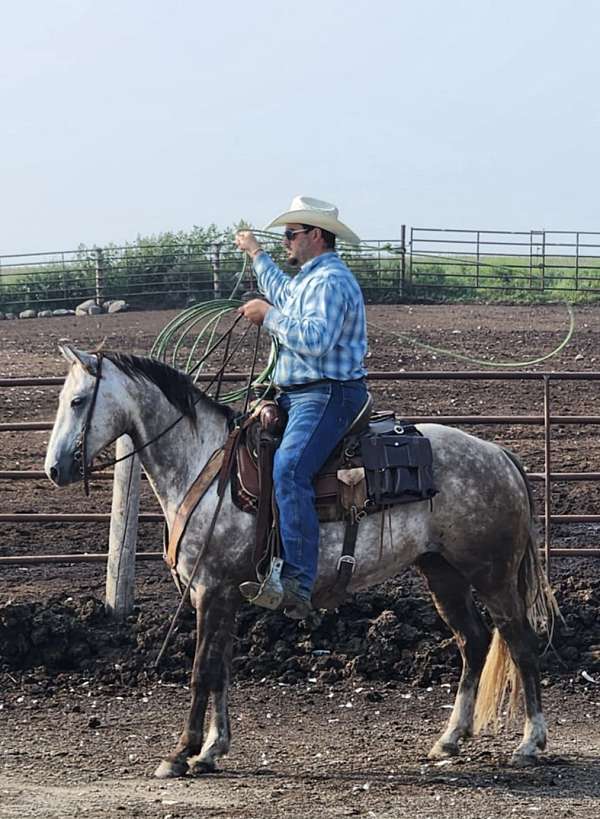 black-grey-team-roping-horse