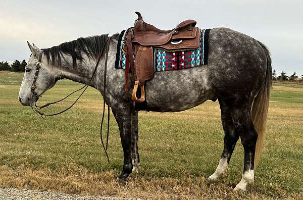 black-grey-gelding