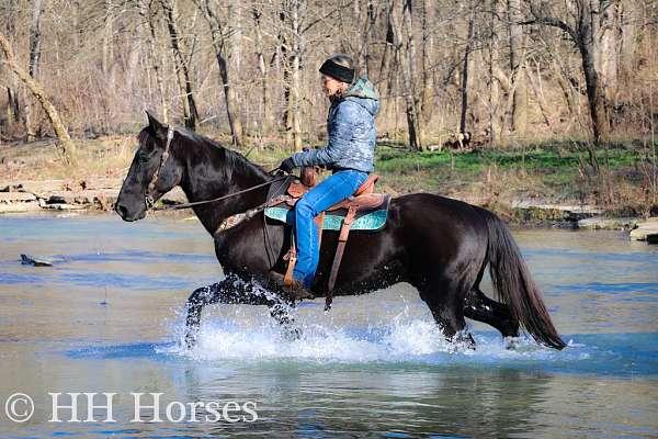 all-around-morgan-horse