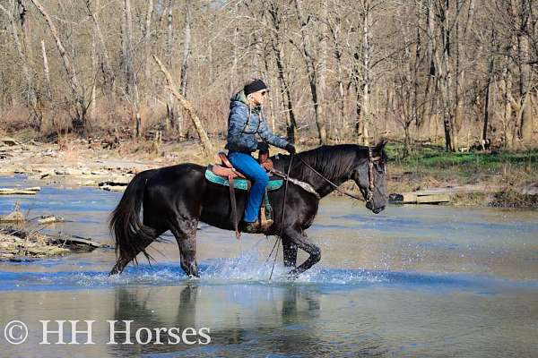 athletic-morgan-horse