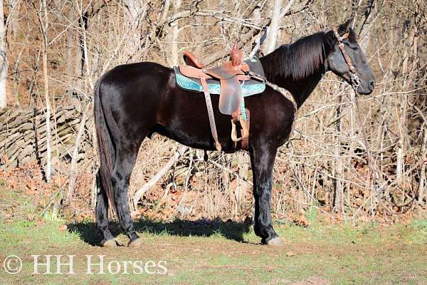 drill-team-morgan-horse