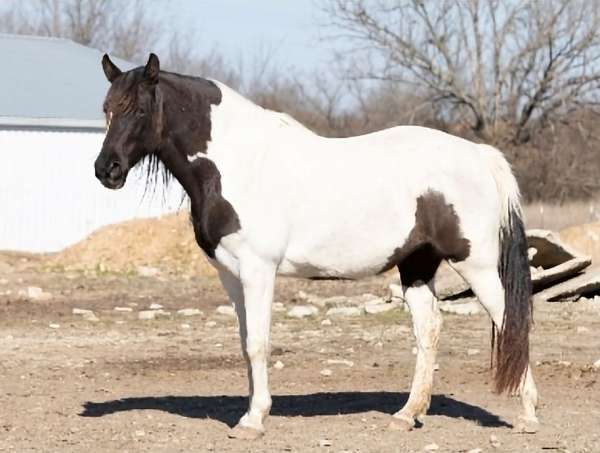 cutting-spotted-tennessee-walking-horse