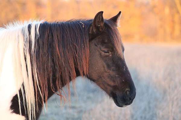 black-tobiano-spotted-tennessee-walking-mare-broodmare