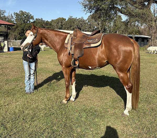 dressage-hunter-paint-horse