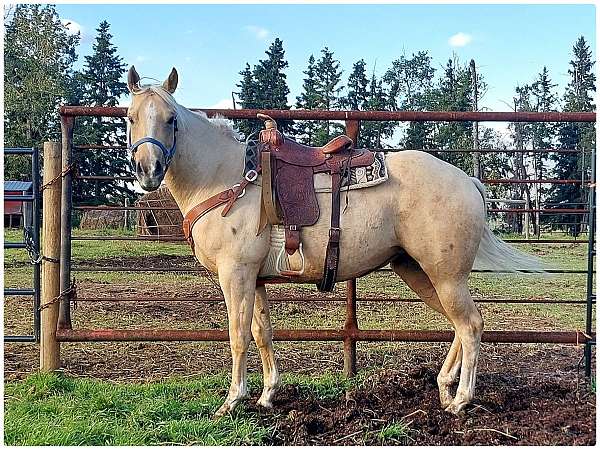 palomino-appaloosa-mare