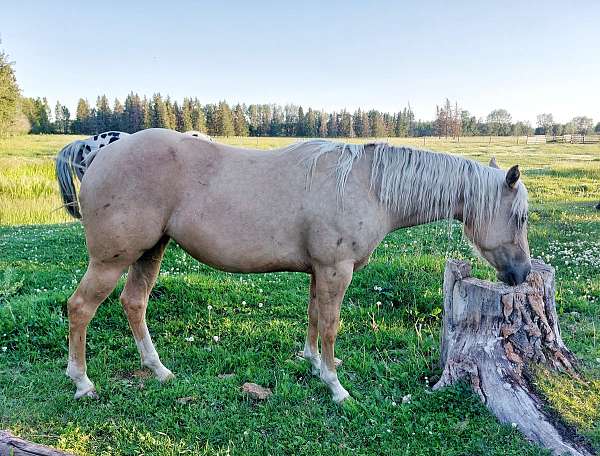 15-hand-appaloosa-mare